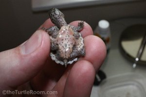 Hatchling Sternotherus carinatus (Razorback Musk Turtle)