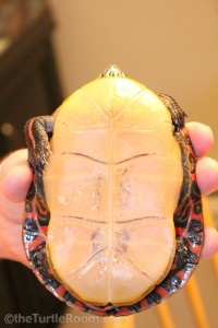 Adult Female Chrysemys picta picta (Eastern Painted Turtle)