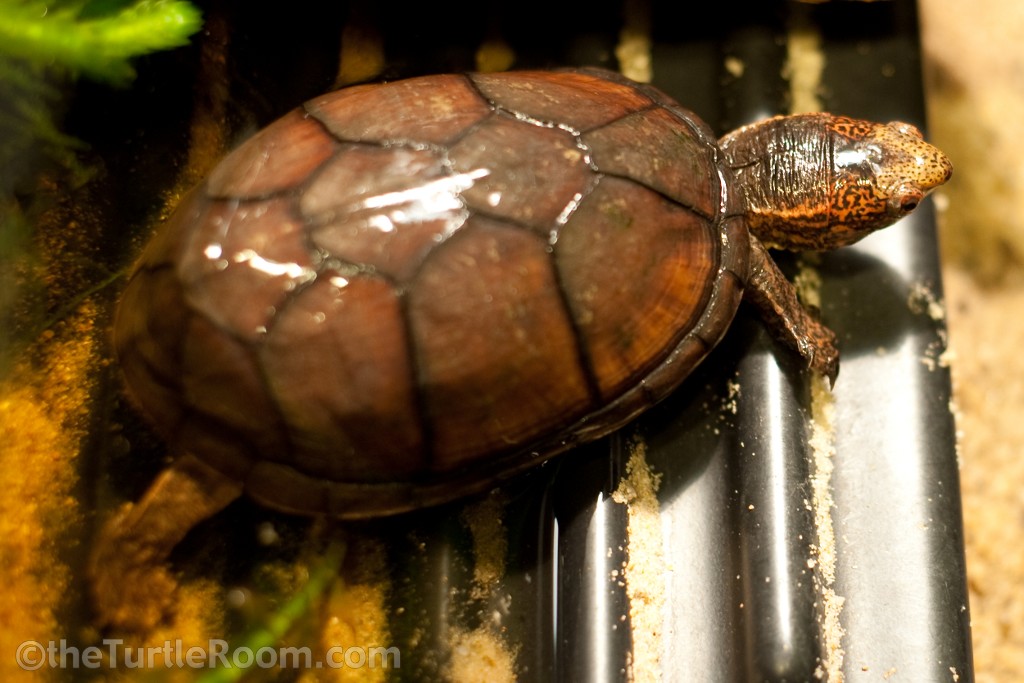 Kinosternon acutum (Tabasco Mud Turtle)