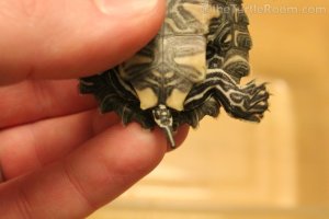 Hatchling Male Graptemys nigrinoda delticola (Delta Map Turtle)