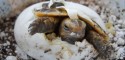 Hatching Indotestudo forstenii (Forsten's/Sulawesi Tortoise)