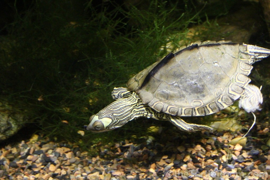 Graptemys pearlensis (Pearl River Map Turtle)