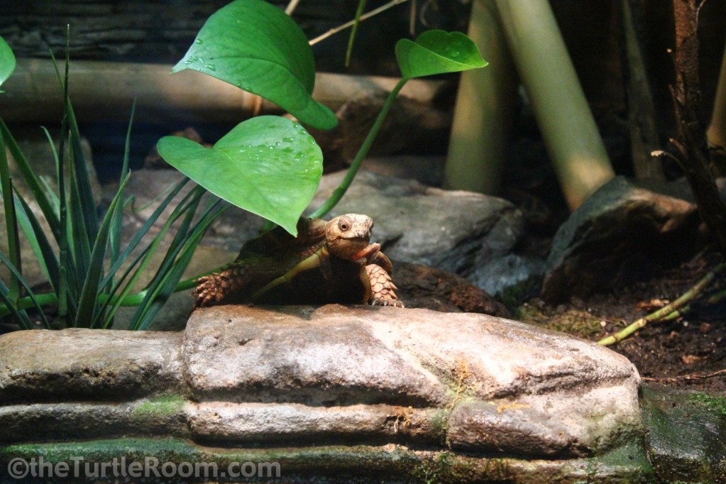 Geoemyda spengleri (Black-Breasted Leaf Turtle)