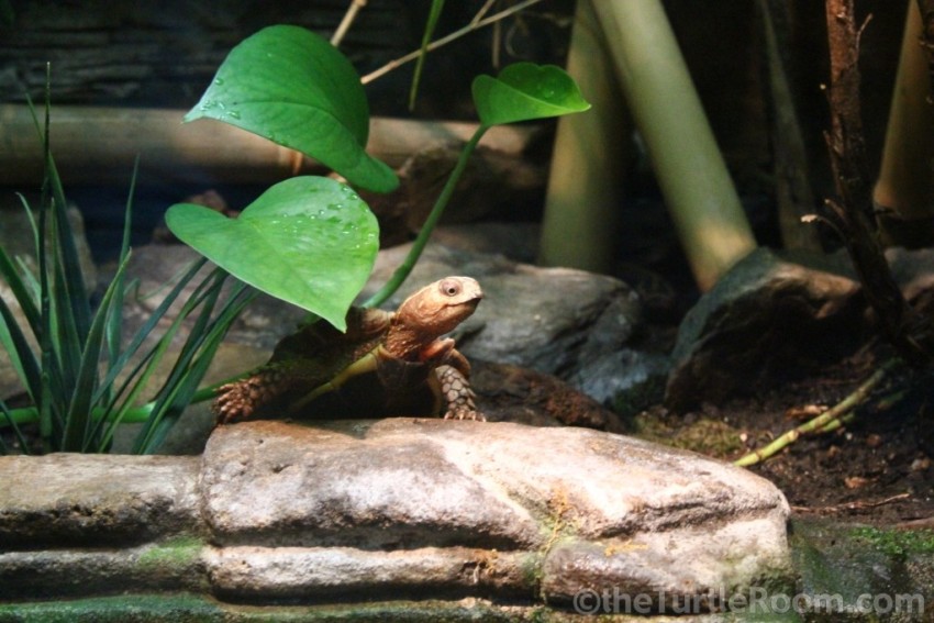 Adult Female Geoemyda spengleri (Vietnamese Black-Breasted Leaf Turtle) - Tennessee Aquarium