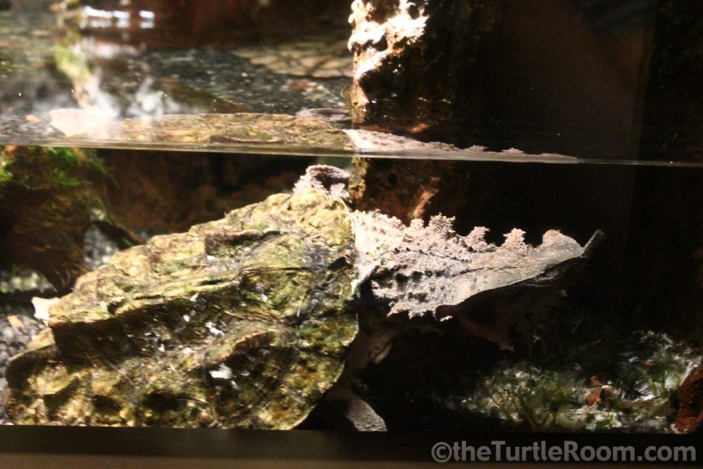 Chelus fimbriatus (Matamata Turtle)