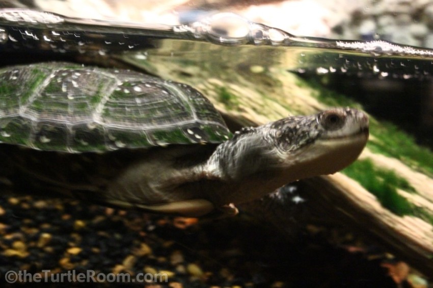 Yearling Emydoidea blandingii (Blanding's Turtle) - Tennessee Aquarium