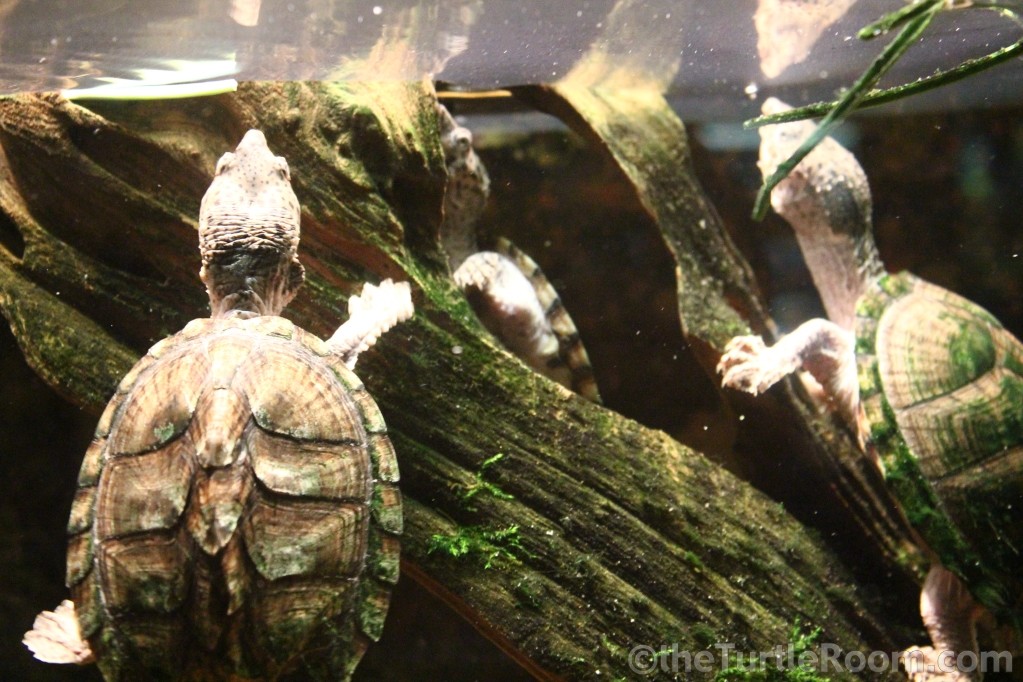 Sternotherus carinatus (Razoback Musk Turtle)