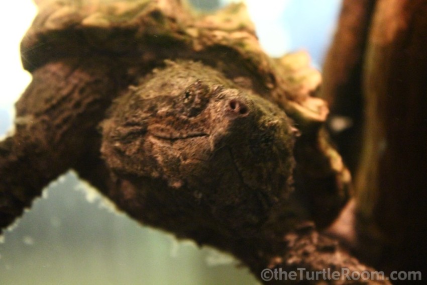 Juvenile Macrochelys temminckii (Alligator Snapping Turtle) - Tennessee Aquarium