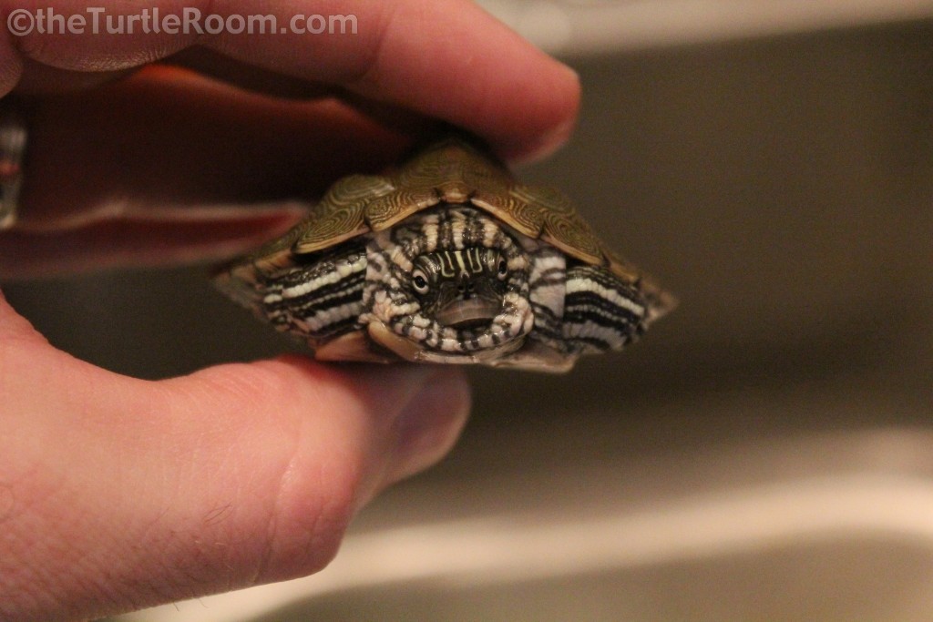 Graptemys caglei (Cagle's Map Turtle)