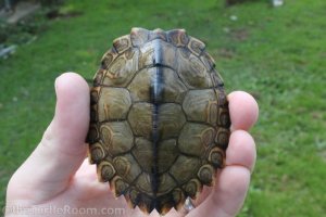 Juvenile Female Graptemys pearlensis (Pearl River Map Turtle)
