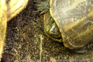 Adult Striped Mud Turtle (Kinosternon baurii)