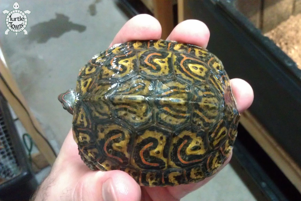 Rhinoclemmys pulcherrima manni (Central American Ornate Wood Turtle)