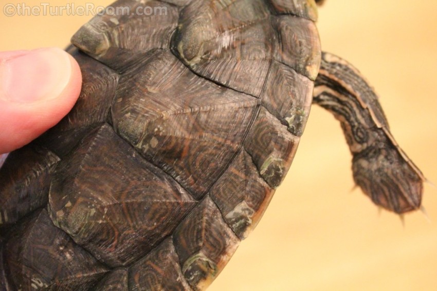 Sub-Adult Female Graptemys versa (Texas Map Turtle)