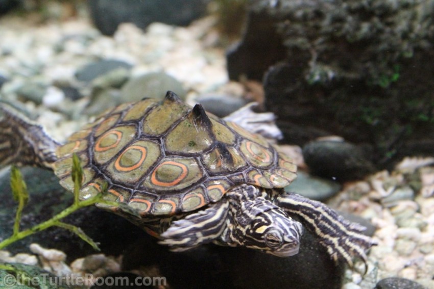 Adult Male Graptemys oculifera (Ringed Map Turtle)