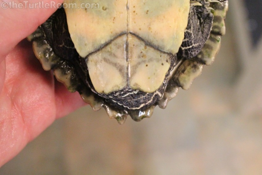 Adult Male Graptemys pseudogeographica kohnii (Mississippi Map Turtle)