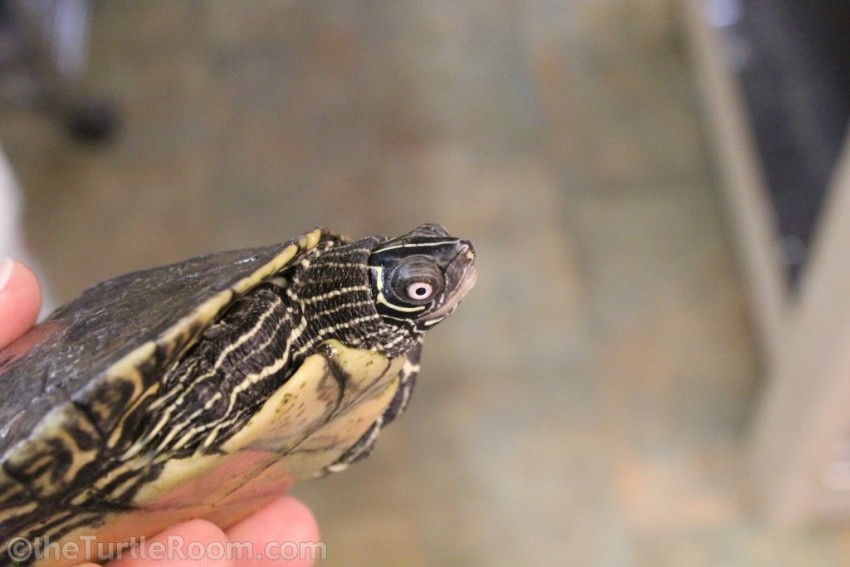 Adult Male Graptemys pseudogeographica kohnii (Mississippi Map Turtle)
