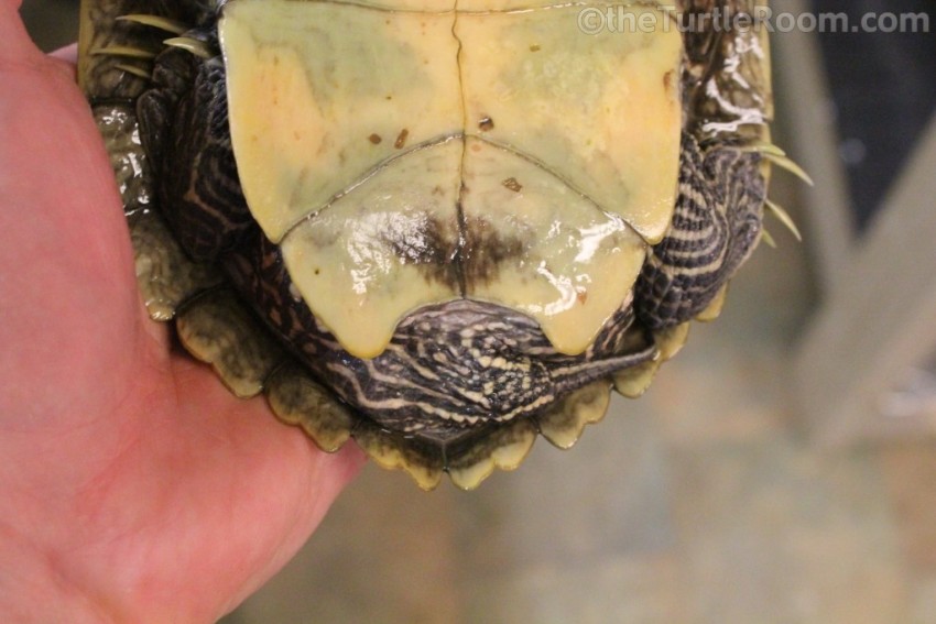 Adult Female Graptemys pseudogeographica pseudogeographica (False Map Turtle)