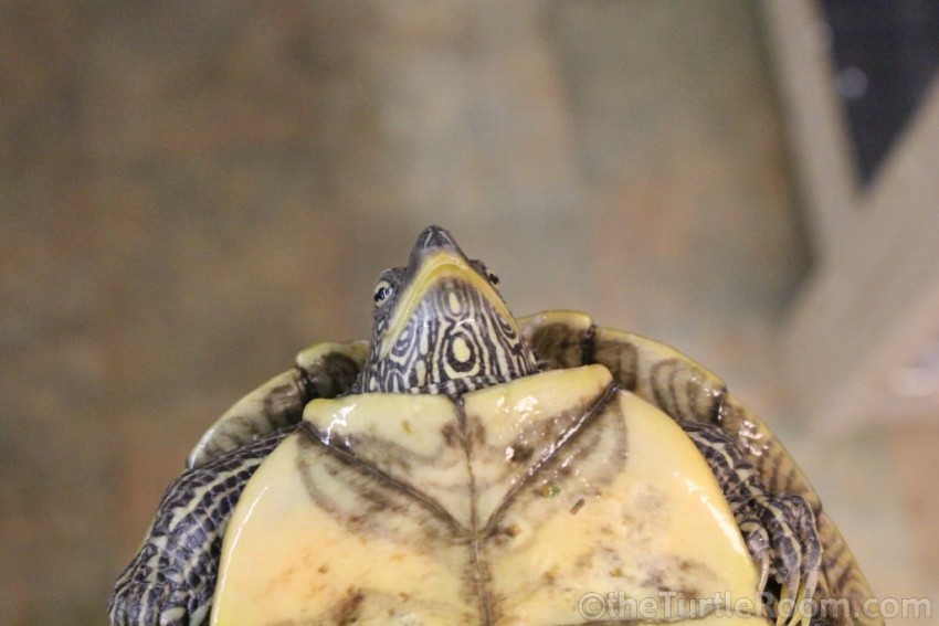 Adult Female Graptemys pseudogeographica pseudogeographica (False Map Turtle)