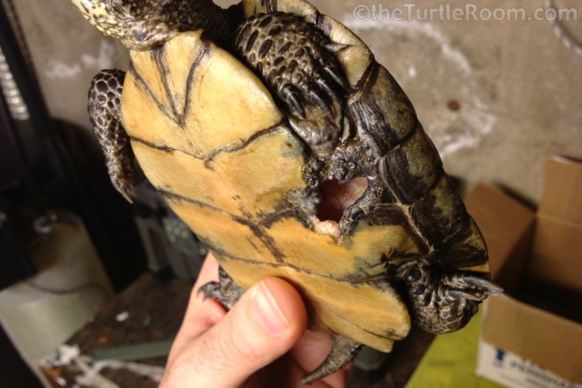Hope - Pacific Pond Turtle (Actinemys marmorata)