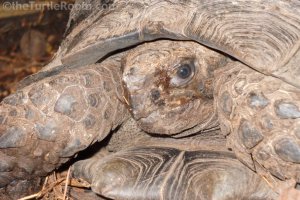 Adult Manouria emys phayeri (Brown Burmese Mountain Tortoise