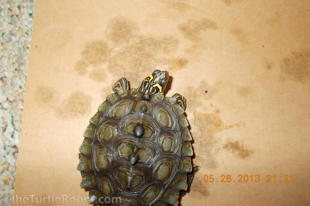 Graptemys nigrinoda nigrinoda (Northern Black-Knobbed Map Turtle)