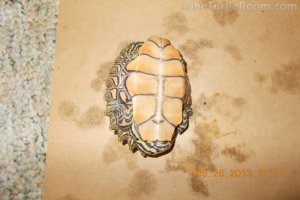 Adult Male Graptemys nigrinoda nigrinoda (Black-Knobbed Map Turtle)