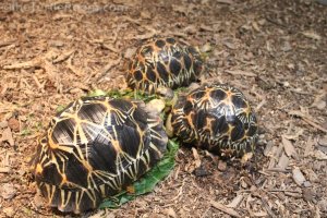 Juvenile Astrochelys radiata (Radiated Tortoises) - Knoxville Zoo