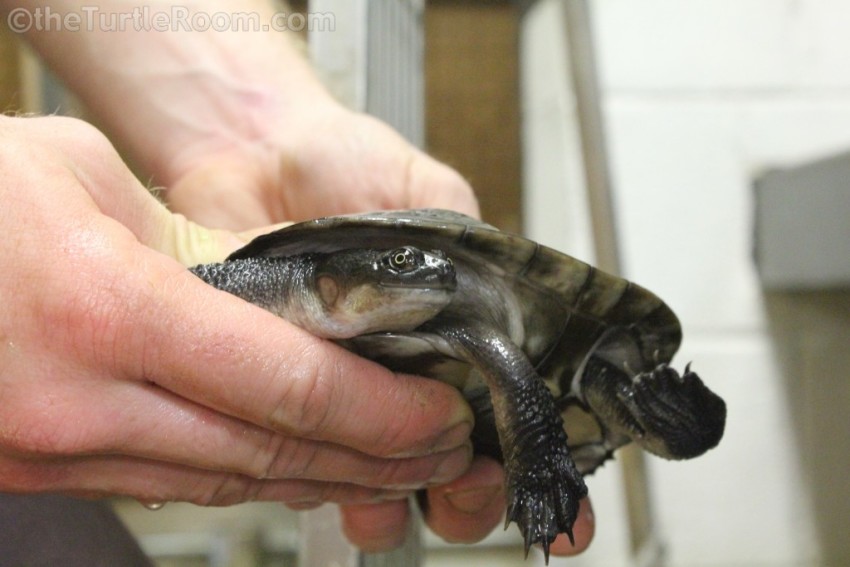Adult Male Chelodina Chelodina mccordi mccordi (Western Roti Snake-Necked Turtle) - Knoxville Zoo