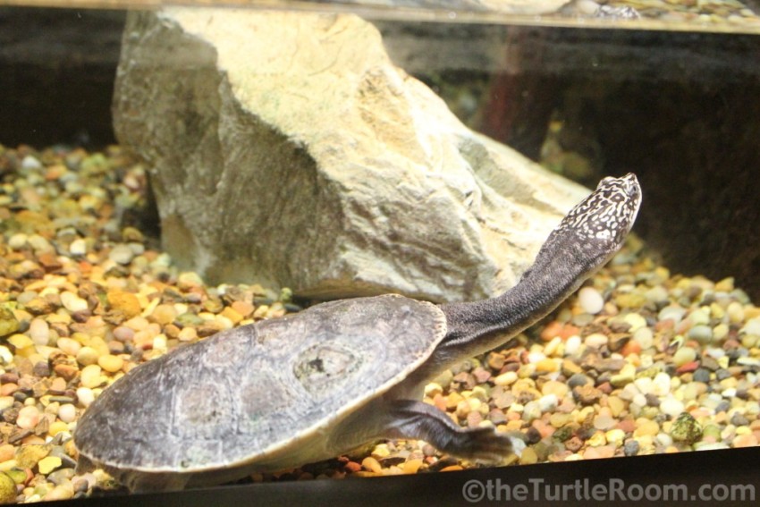 Juvenile Chelodina Macrochelodina parkeri (Parker's Snake-Necked Turtle) - Tennessee Aquarium