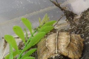 Hatchling Cuora mouhotii mouhotii (Northern Keeled Box Turtle)