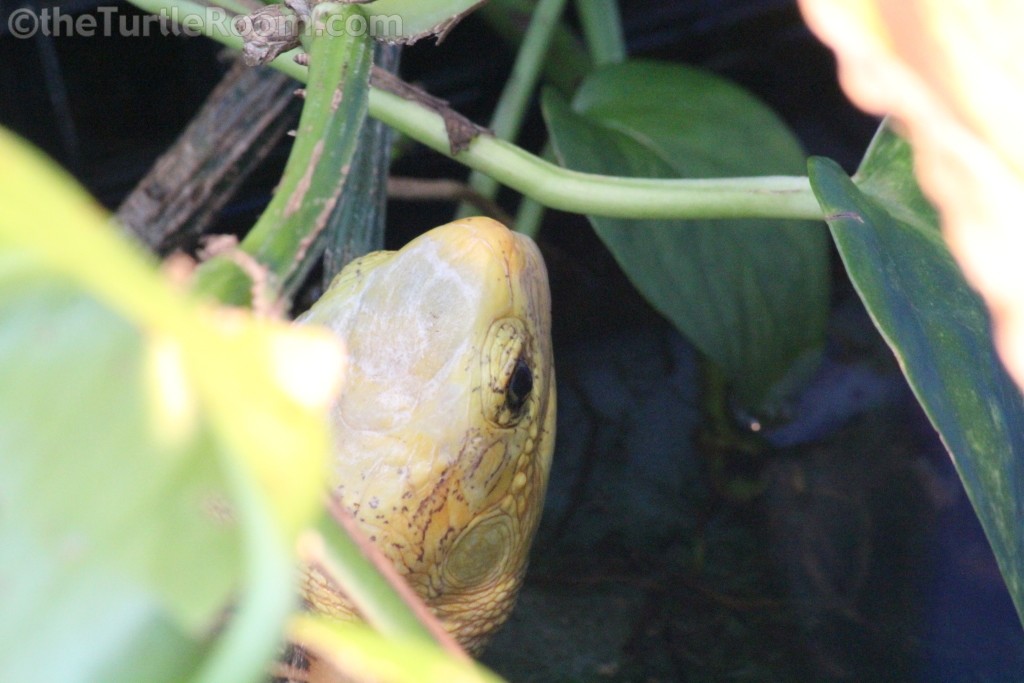 Adult Cuora picturata (Southern Vietnam Flowerback Box Turtle)