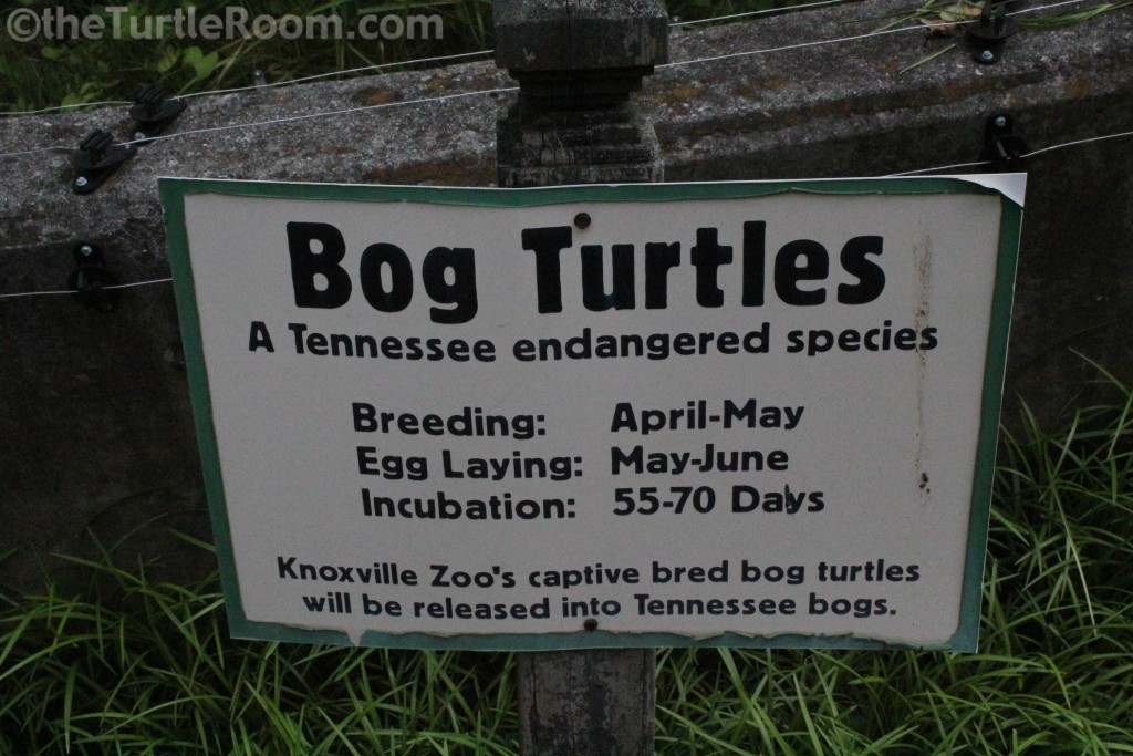 Glyptemys muhlenbergii (Bog Turtle) Sign