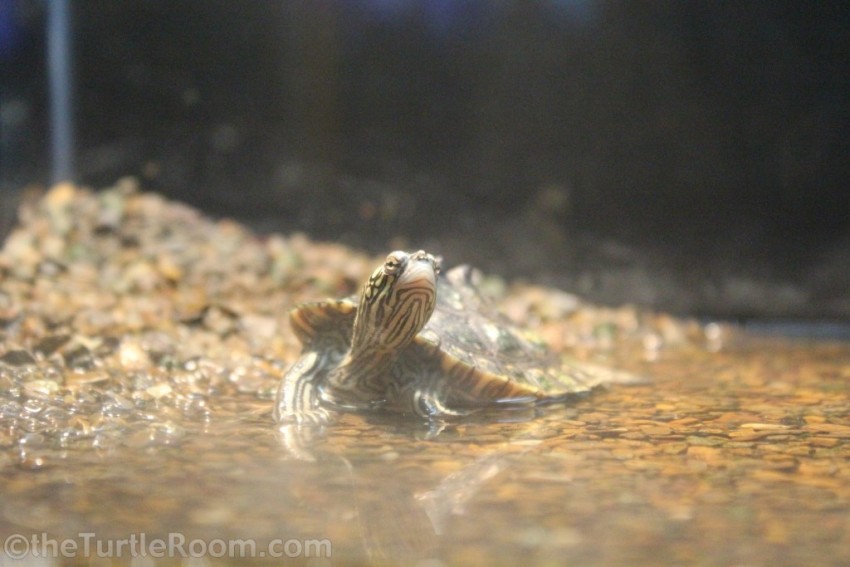 Yearling Graptemys flavimaculata (Yellow-Blotched Map Turtle) - Tennessee Aquarium