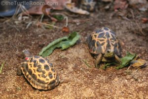 Juvenile Pyxis arachnoides brygooi (Northern Spider Tortoise) - Knoxville Zoo