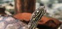 Sub-Adult Female Graptemys oculifera (Ringed Map Turtle)
