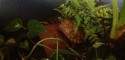 Adult Female Geoemyda spengleri (Vietnamese Black-Breasted Leaf Turtle)