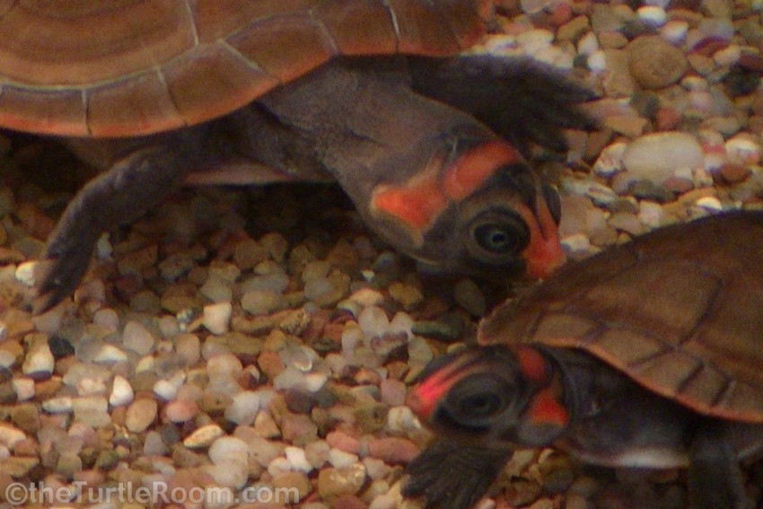 Podocnemis erythrocephela (Red-Headed Amazon River Turtle)