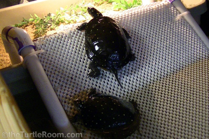 Adult Pair Clemmys guttata (Spotted Turtles)