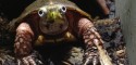 Adult Male Geoemyda spengleri (Black-Breasted Leaf Turtle)