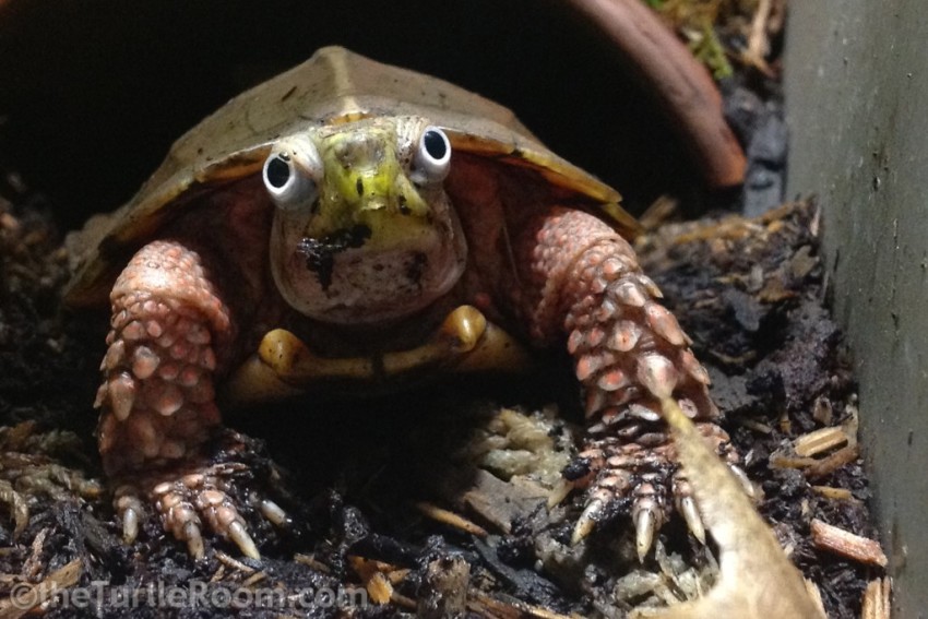 Adult Male Geoemyda spengleri (Black-Breasted Leaf Turtle)