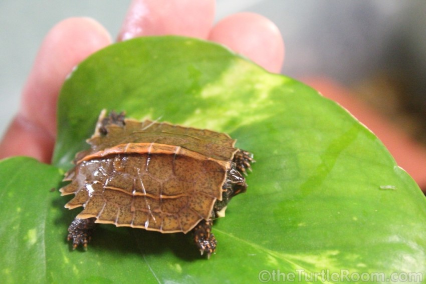 Hatchling Geoemyda spengleri (Vietnamese Black-Breasted Leaf Turtle)