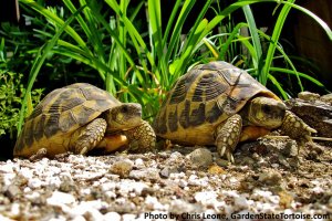 Adult Female Testudo hermanni hermanni (Western Hermann's Tortoise) from Sicily, Italy - GardenStateTortoise.com