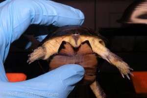 Adult Female Pelusios nanus (African Dwarf Mud Turtle)