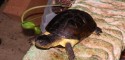 Adult Female Pelusios nanus (African Dwarf Mud Turtle)