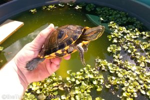 Trachemys d'orbigni (D'Orbigny's Slider)