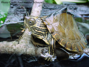 Juvenile Graptemys pearlensis (Pearl River Map Turtle) - Photo Credit: Paul Vander Schouw