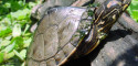 Adult Male Graptemys pulchra (Alabama Map Turtle) - Photo Credit: Paul Vander Schouw