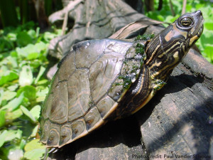 Adult Male Graptemys pulchra (Alabama Map Turtle) - Photo Credit: Paul Vander Schouw