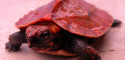Hatchling Geoemyda japonica (Ryukyu Black-Breasted Leaf Turtle)