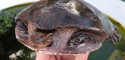 Sub-Adult Cycloderma frenatum (Zambezi Flapshell Turtle)